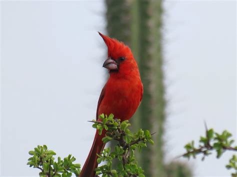 Vermilion Cardinal (Cardinalis phoeniceus) Cardinal Birds, Vermilion ...