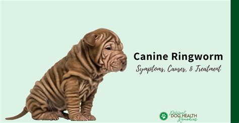 Canine Ringworm Symptoms, Causes, Treatment