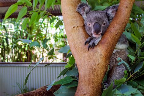 Animal Competition | Animals, Koala bear, Funny animals