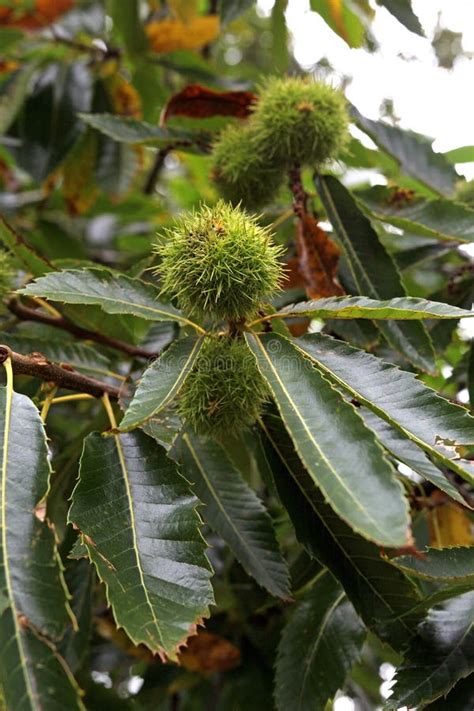 Sweet Chestnuts on a Chestnut Tree Stock Photo - Image of wild, chestnut: 102176036