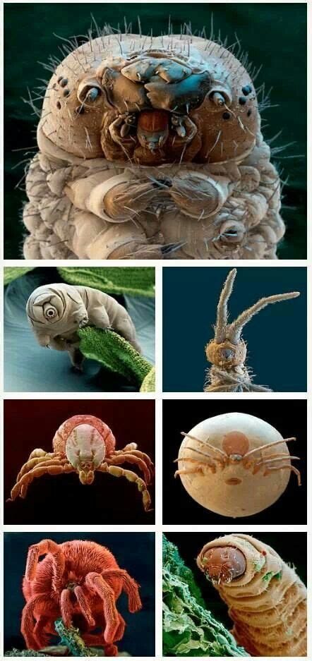 Microscopic | Weird creatures, Microscopic photography, Animal adaptations