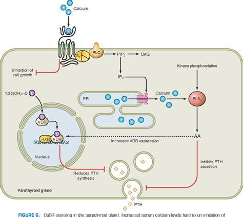 Figure 6 from Gastric acid, calcium absorption, and their impact on bone health. | Semantic Scholar