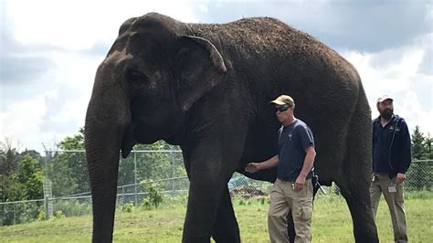 Animal rights group rallies for Lucy the elephant as Edmonton Zoo reopens | CTV News