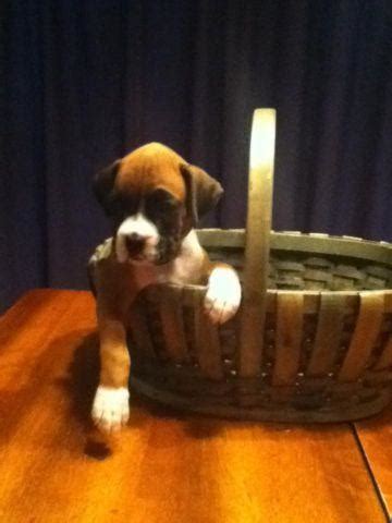 AKC Mahogany Fawn Boxer Puppies for Sale in Fruitland Park, Florida Classified | AmericanListed.com