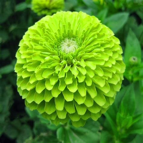 Amazon.com : Best Garden Seeds Zinnia Dahlia Giant Lime Queen Zinnia Elegans, Professional Pack ...