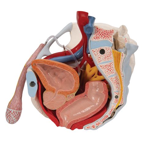 Male Pelvis Skeleton Model with Ligaments, Vessels, Nerves, Pelvic Floor Muscles & Organs, 7 ...