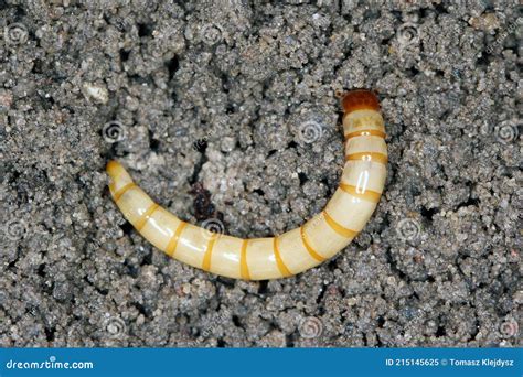 Wireworms - Larvae of Agriotes a Species of Beetle from the Family of ...