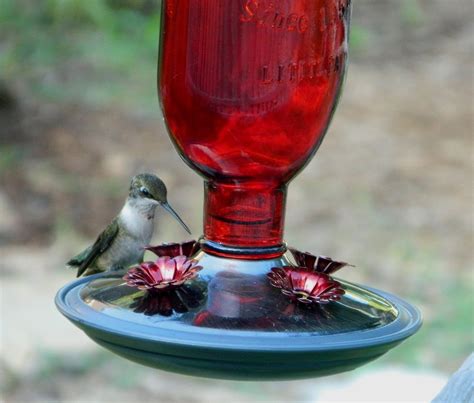 How to make Homemade Hummingbird Nectar Recipe - Going EverGreen