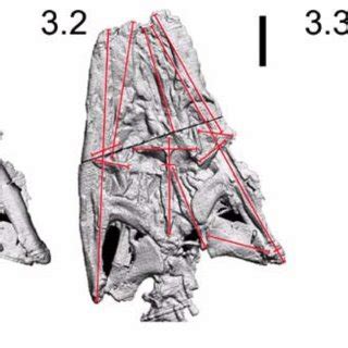 (PDF) A morphological model and CT assessment of the skull of Pachyrhachis problematicus ...