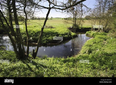 river bank with plants and vegetation Stock Photo - Alamy