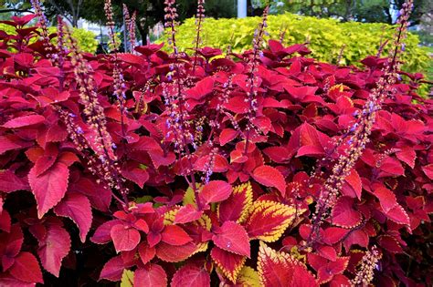 Red Coleus Plants Garden Botany - Free photo on Pixabay - Pixabay