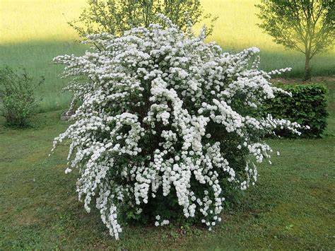 11 Deer Resistant Plants, Shrubs, & Trees Perfect for Bozeman and Big ...