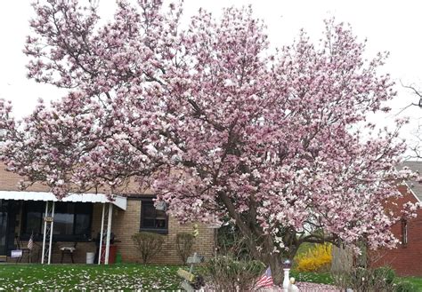 Pink Magnolia Trees – Crazy for Gardening