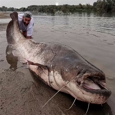 Giant fish fishing from the river beach | Giant fish fishing from the ...