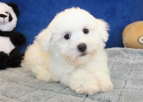 Bichon Frise Puppies For Sale - Long Island Puppies