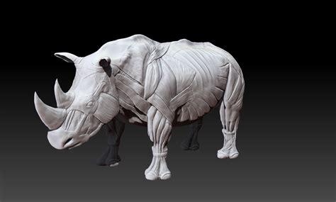 Rhino Muscle Anatomy