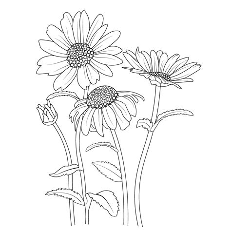 Daisy Flower Drawing | Best Flower Site