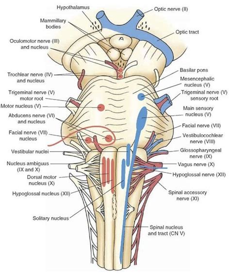 The Cranial Nerves (Organization of the Central Nervous System) Part 1 ...