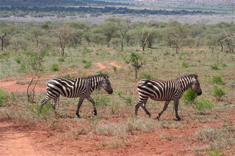 3 Day Safari Akagera National Park Rwanda