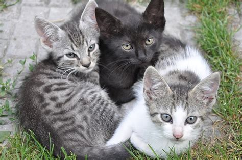 Feral Kittens | IAABC FOUNDATION JOURNAL