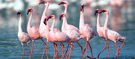 Top 10 Bird Sanctuaries in India for Bird Lovers | Top 10 Famous Bird ...