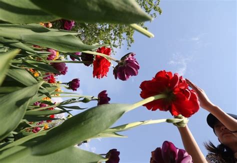 Ottawa's tulip festival, in pictures | CBC News