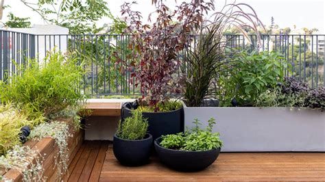 Balcony Plants - Hello Hello Plants & Garden Supplies