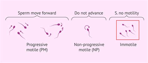 How do sperm move?