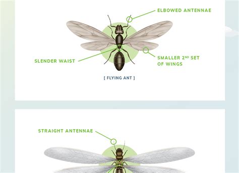 [Infographic] The Differences between Flying Ants and Termites