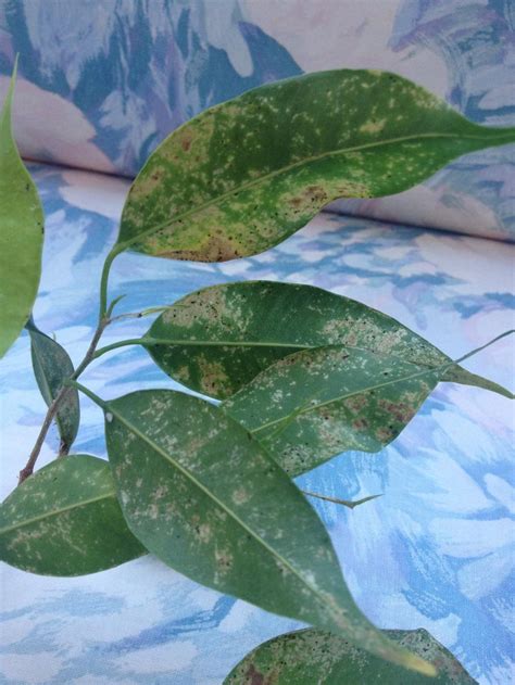 Ficus diseases in the Ask a Question forum - Garden.org