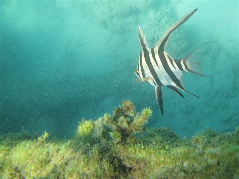 OMEO Wreck Snorkeling | Western Australian Naturalists Club