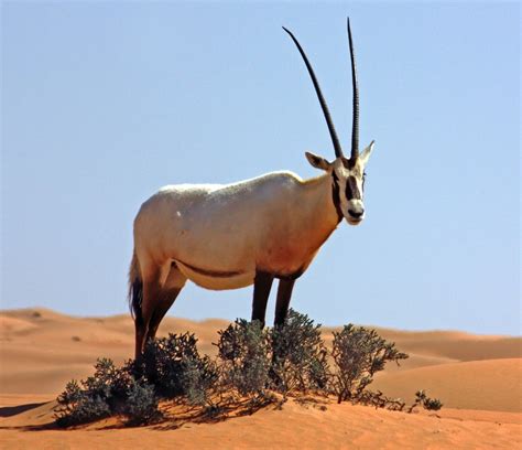 Interesting Facts About Oryx | Hyak Qatar