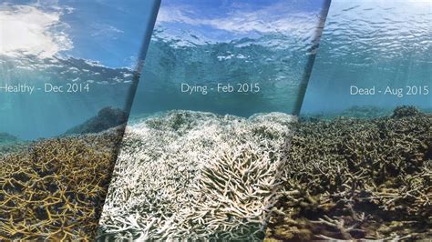 Record warm ocean temperatures killed large parts of the northern and central Great Barrier Reef ...