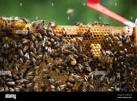 Worker drone queen bee hi-res stock photography and images - Alamy