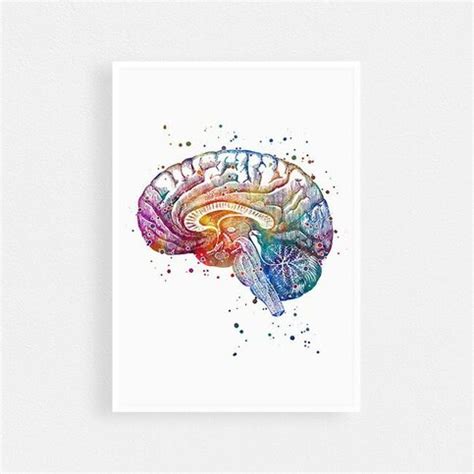 Brain Anatomy Cross Section watercolor print on Storenvy