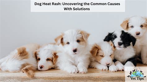 Dog Heat Rash: Uncovering the Common Causes With Solutions - Vet Tips