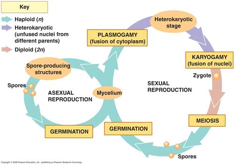 fungal life cycle | Life cycles, Fungi, Biology