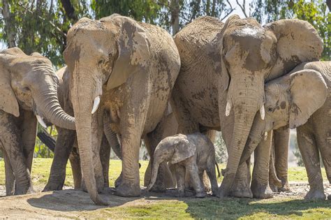 San Diego Zoo Celebrates Baby Elephant's Birth On World Elephant Day | LATF USA