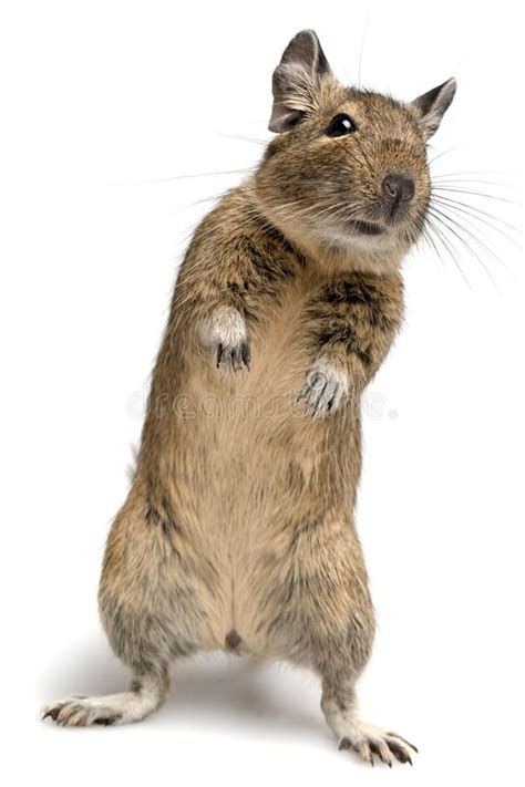 Standing degu stock photo. Image of muzzle, closeup, ground - 21139428 ...