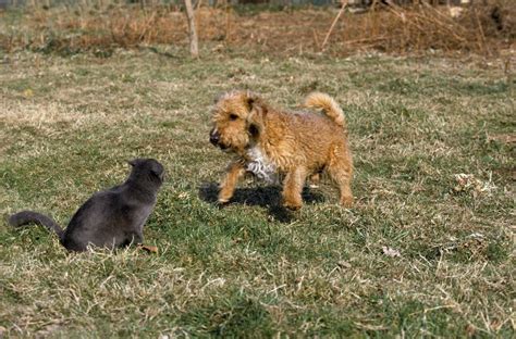 Cat and Dog Meeting stock photo. Image of outdoor, length - 195047158