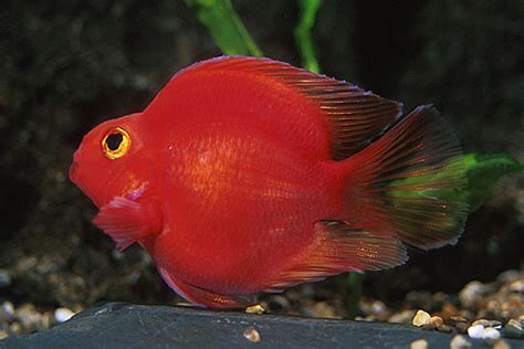 RED PARROT CICHLID - medium - Bluegrassaquatics.com