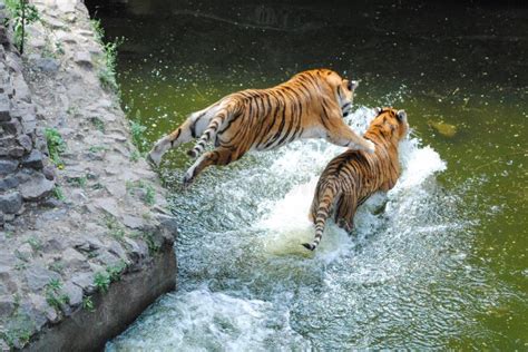 Tiger Jumping On Tiger In Water Stock Image - Image of full, playing ...