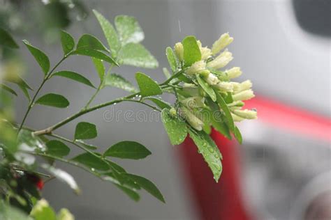 Kemuning flower stock photo. Image of flower, herb, twig - 234782708