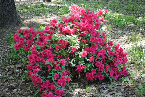 Red Azalea Flowering Shrub | Home and Garden Reference