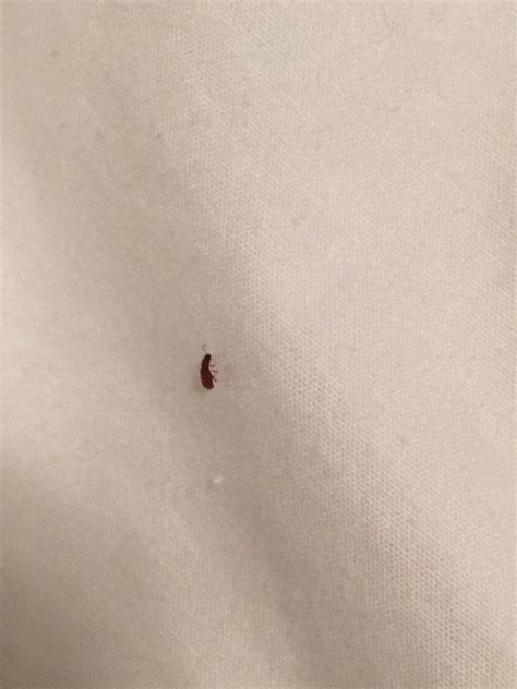 Small reddish brown bug keeps appearing on my bed. I don’t think it’s a bed bug because it has ...