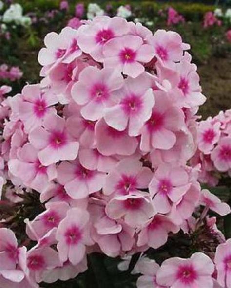 100 PINK DRUMMOND PHLOX Phlox Drummondii Flower Seeds - Etsy