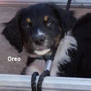 Oreo - American Brittany Rescue