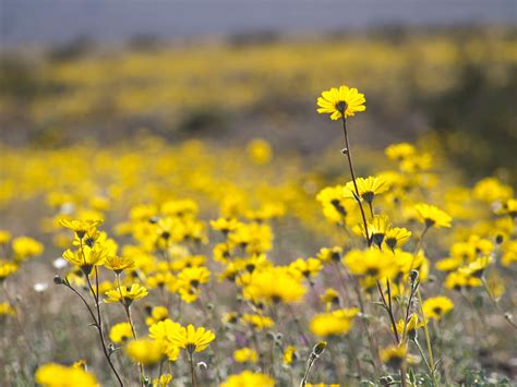 Death Valley Flowers - Lone Pine Chamber of Commerce