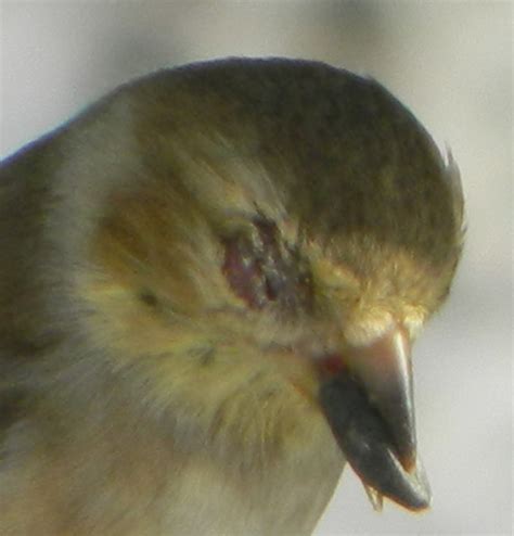 Goldfinch Eye Disease - FeederWatch