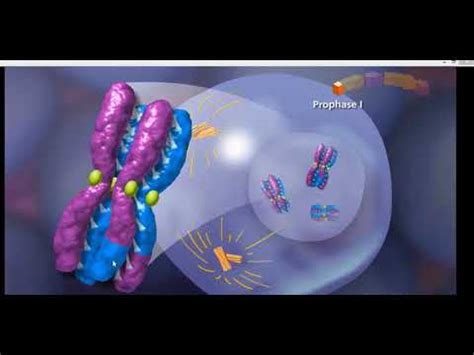 Meiosis (animation) - YouTube